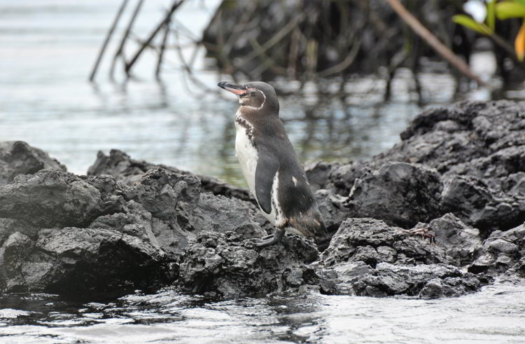 An image of a Galapagos Penguin in the Galapagos Islands