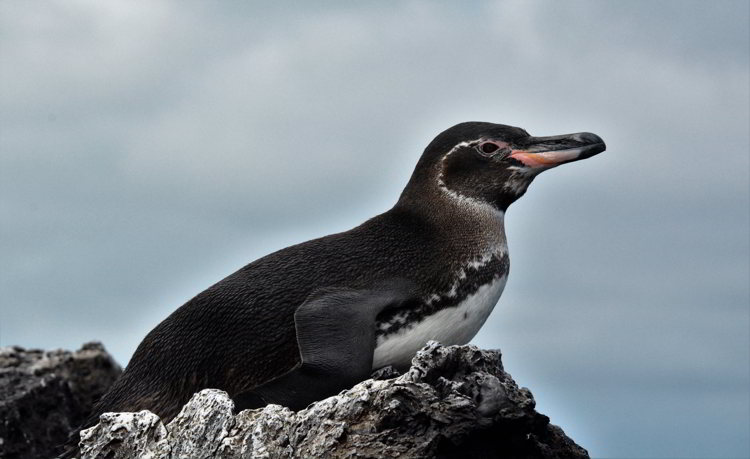 An image of a Galapagos Penguin sitting on a rock in the Galapagos Islands