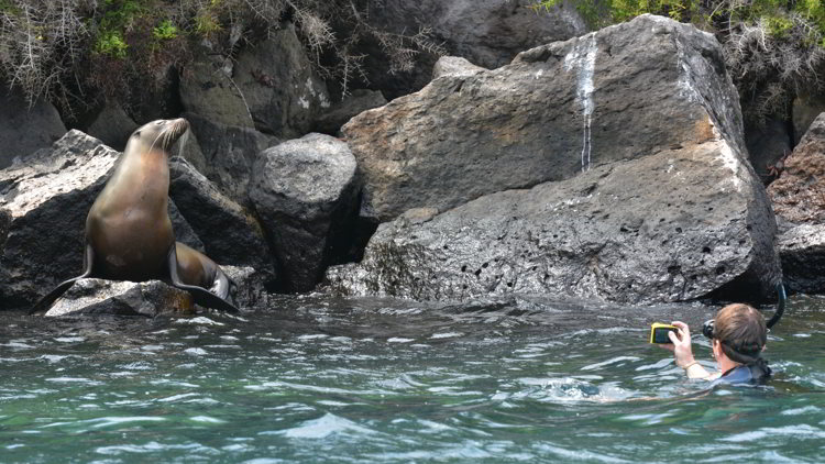 An image of a snorkeler taking a picture of a sea lion in the Galapagos Islands