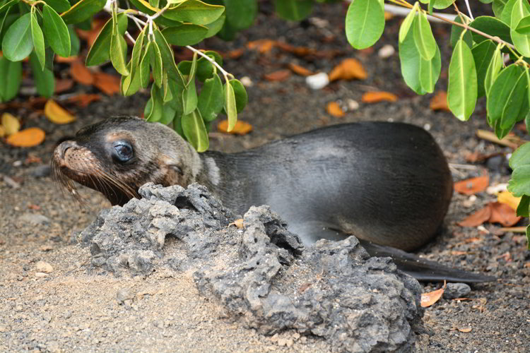 An image of a young Galapagos sea lion pup in the Galapagos Islands
