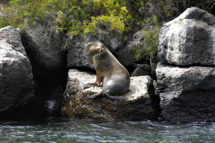 An image of a Galapagos sea lion sitting on a large rock in the Galapagos Islands