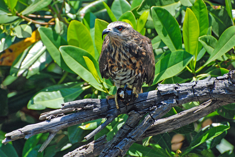 An image of a snail kite holding a snail in its talons. 