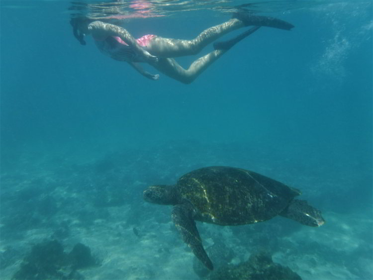 An image of a woman snorkeling with a Galapagos green turtle in the Galapagos Islands 