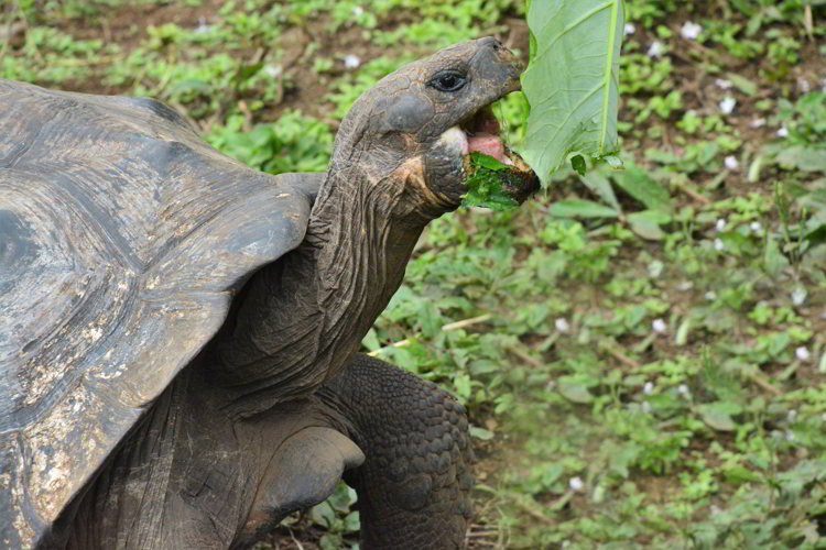 An image of a Galapagos giant tortoise eating a leaf in the Galapagos Islands