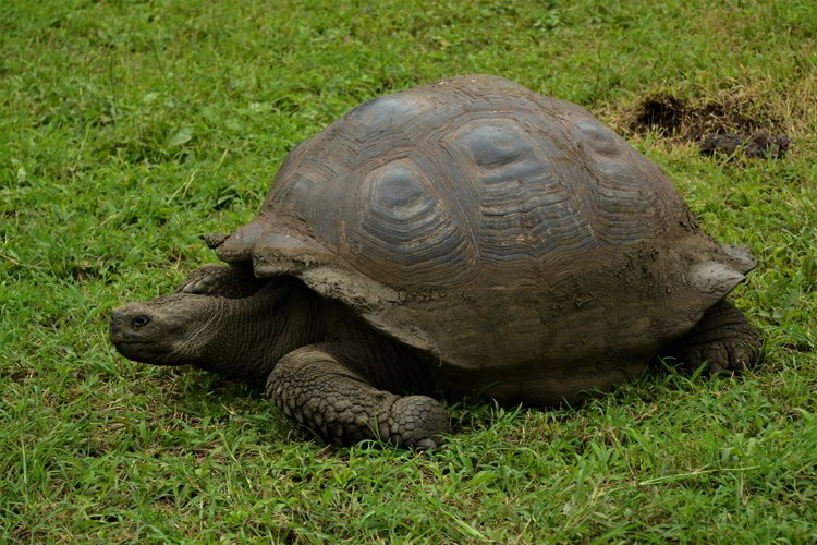 An image of a Galapagos giant tortoise in the Galapagos Islands