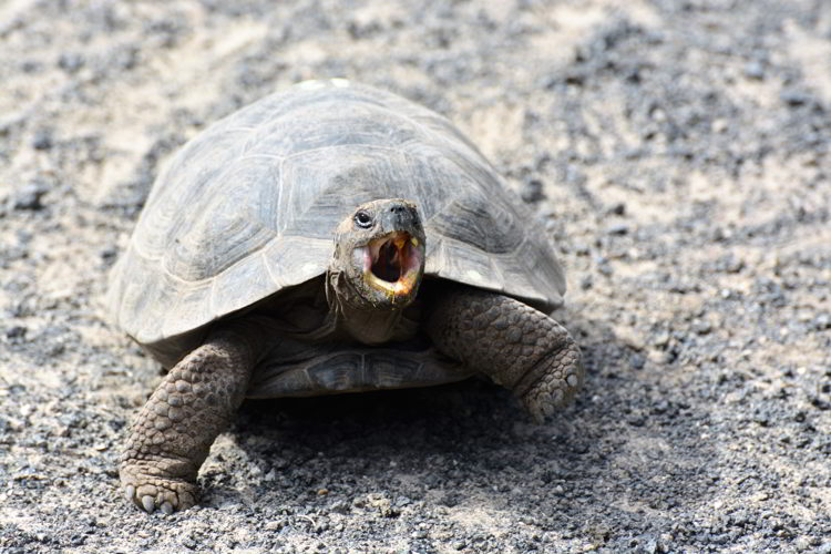 An image of a Galapagos giant tortoise in the Galapagos Islands