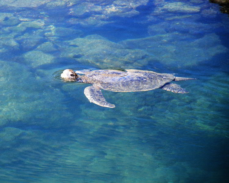 An image of a Galapagos green turtle in the Galapagos Islands