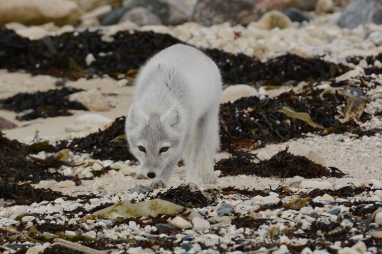 An image of an Arctic Fox near Churchill, Manitoba