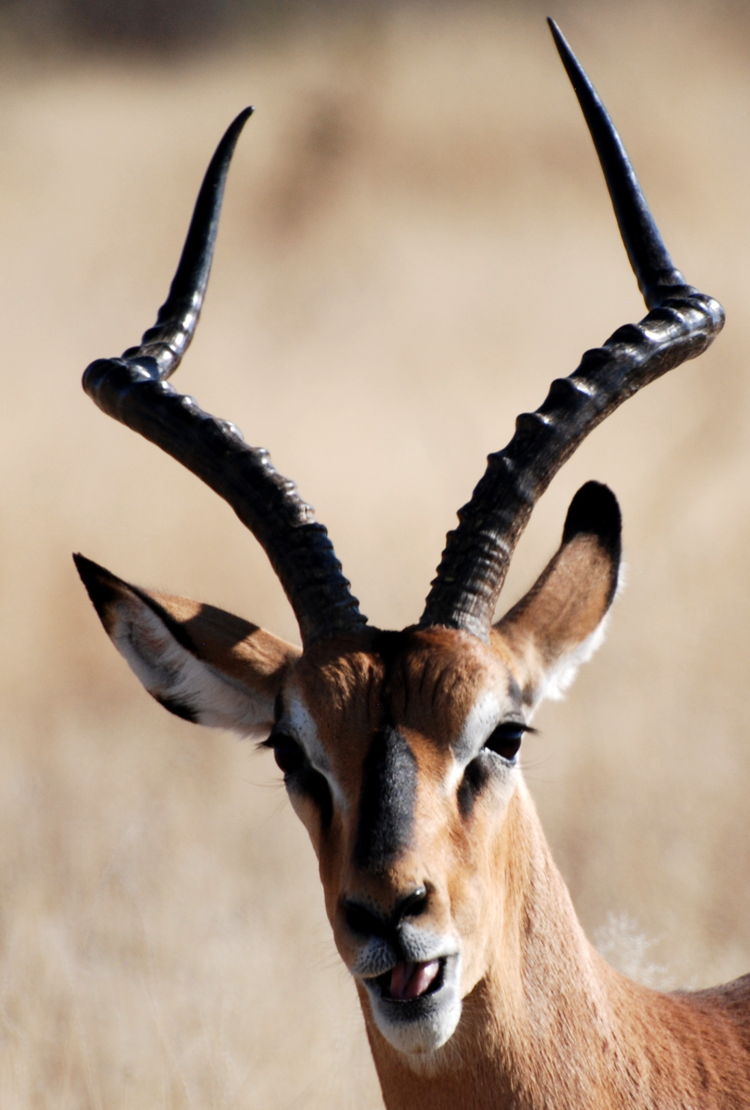 An image of a black-faced impala seen on a self drive safari in Etosha National Park in Namibia, Africa