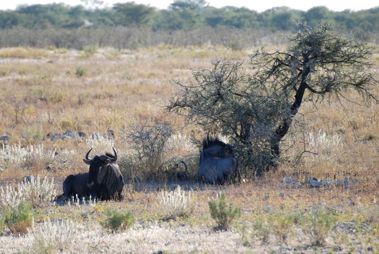 An image of a cape buffalo at rest in Etosha National Park in Namibia