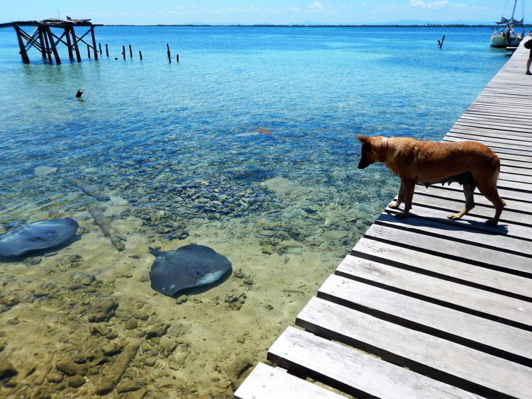 An image of a dog looking at a stingray on Tobacco Caye in Belize