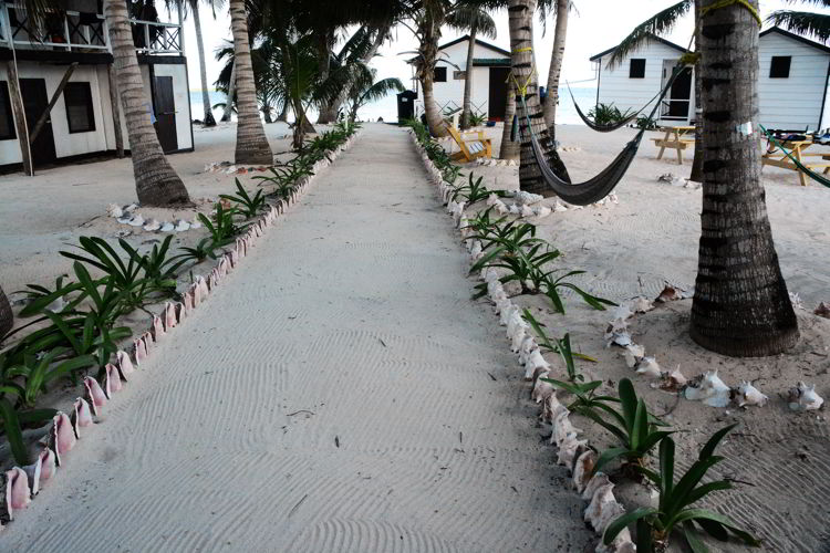 An image of a sandy sidewalk lined with conch shells and palm trees at Tobacco Caye in Belize