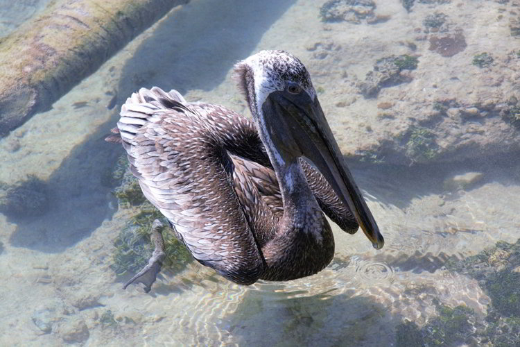 An image of a pelican floating on the water in Belize