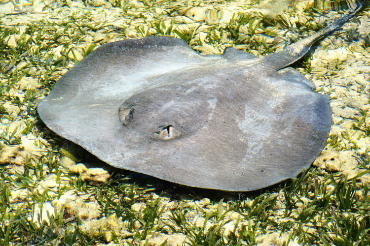 An image of a stingray seen snorkeling in Belize in South Water Caye Marine Reserve in Belize