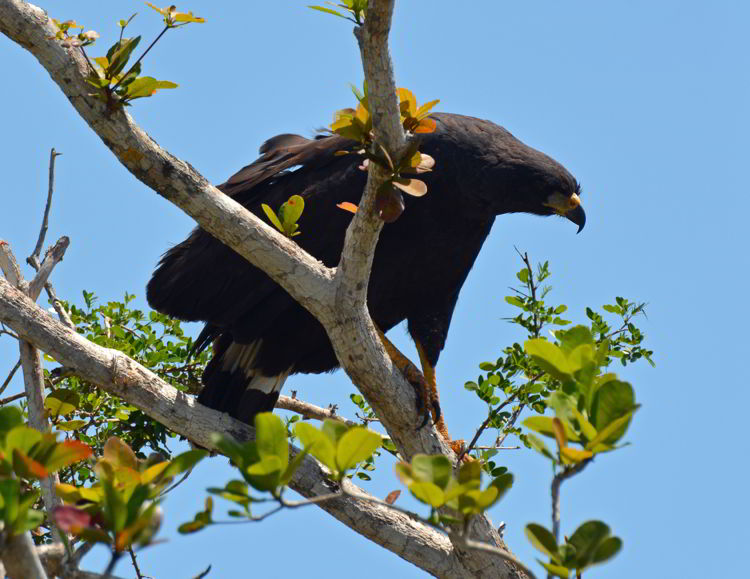 An image of a Great Black Hawk in Belize