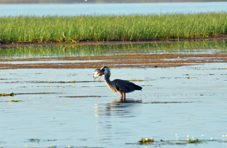 An image of a great blue heron swallowing a large fish at the Crooked Tree Wildlife Sanctuary in Belize