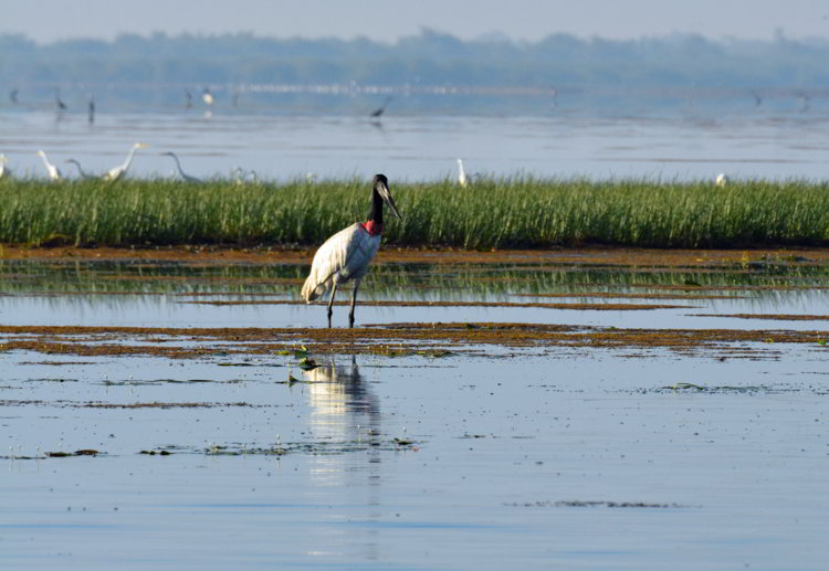 An image of a jabiru stork at Crooked Tree Wildlife Sanctuary in Belize