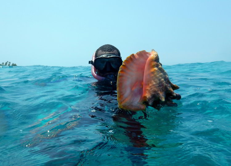 Image of a snorkeler holding a conch shell he found while snorkeling in Belize in South Water Caye Marine Reserve