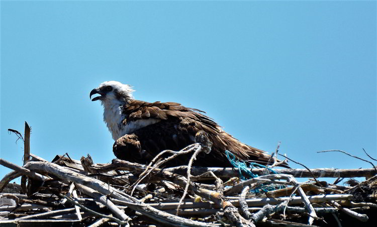An osprey sitting on a nest on Tobacco Caye in Belize