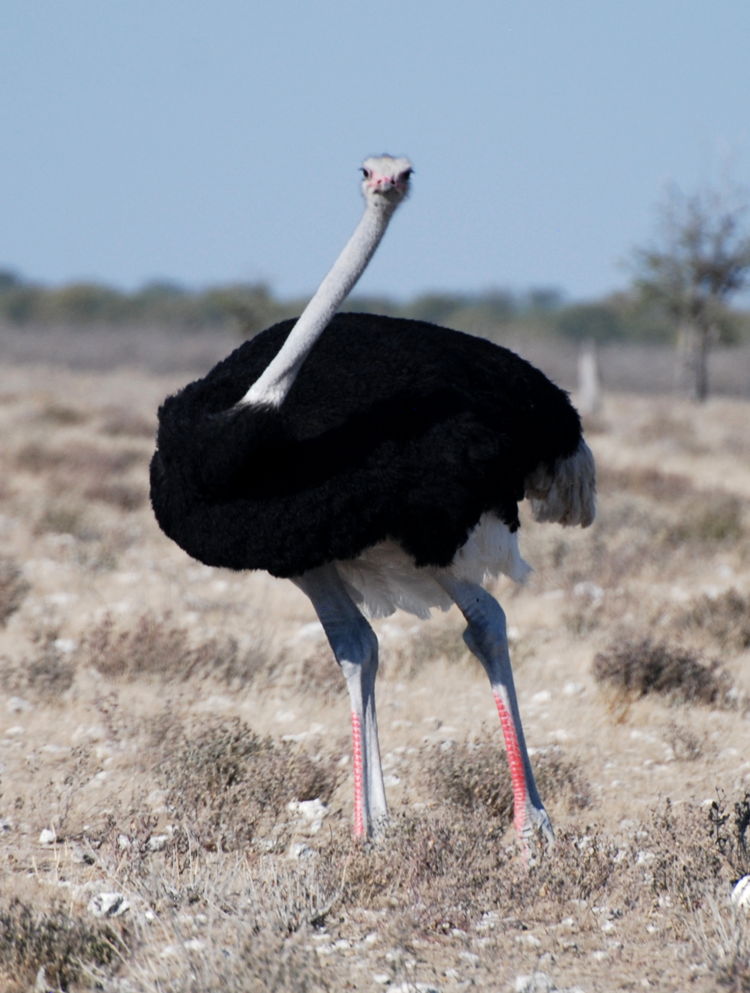 An image of an ostrich in Etosha National Park in Namibia, Africa