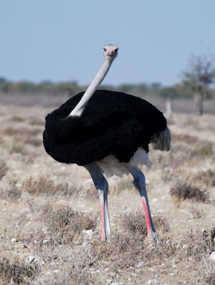 An image of an ostrich in Etosha National Park in Namibia, Africa An image of an ostrich in Etosha National Park in Namibia, Africa