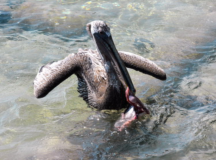 An image of a pelican in the process of eating an aquatic organism in Belize