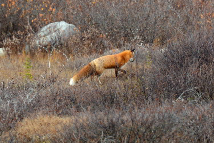 An image of a red fox walking through some brush near Churchill, Manitoba