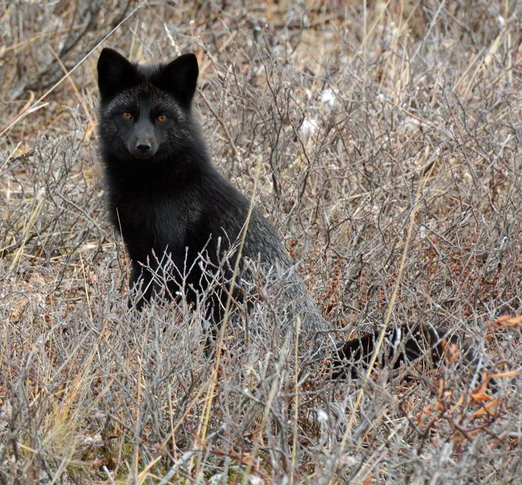 An image of a black fox, which is a melanistic variety of red fox, near Churchill, Manitoba