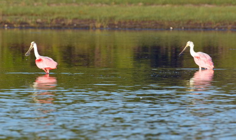 An image of roseate spoonbills in the Crooked Tree Wildlife Sanctuary in Belize