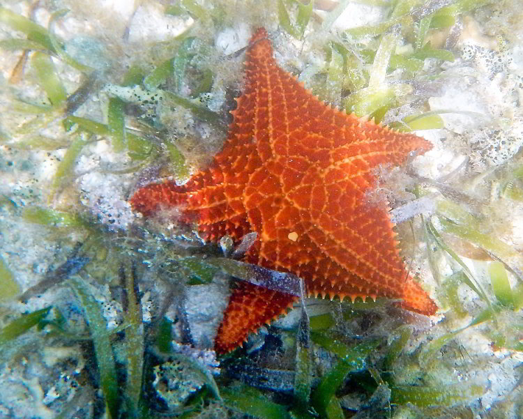 Image of an orange sea star seen while snorkeling in Belize in South Water Caye Marine Reserve in Belize