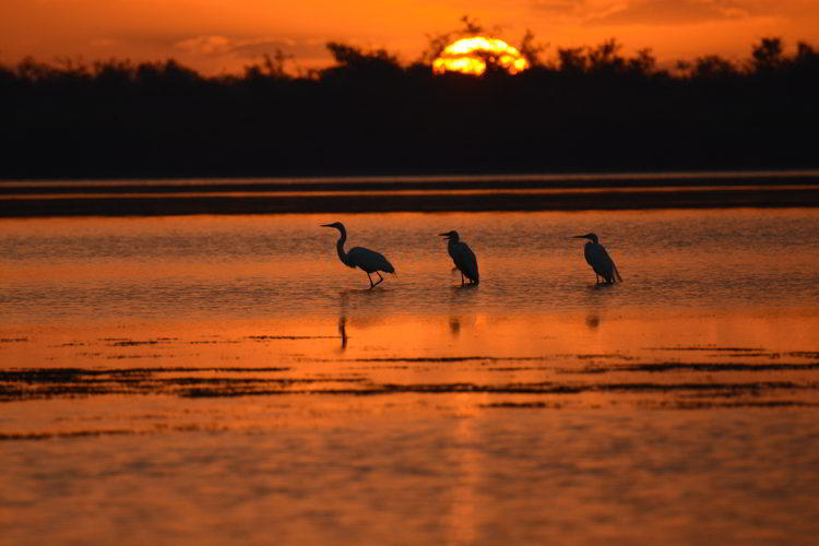 An image of a golden sunrise and several white ibis birds in the Crooked Tree Wildlife Sanctuary in Belize
