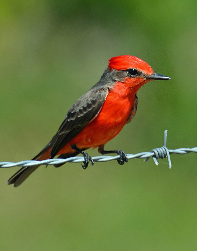 An image of a male Vermillion flycatcher at Crooked Tree Wildlife Sanctuary in Belize