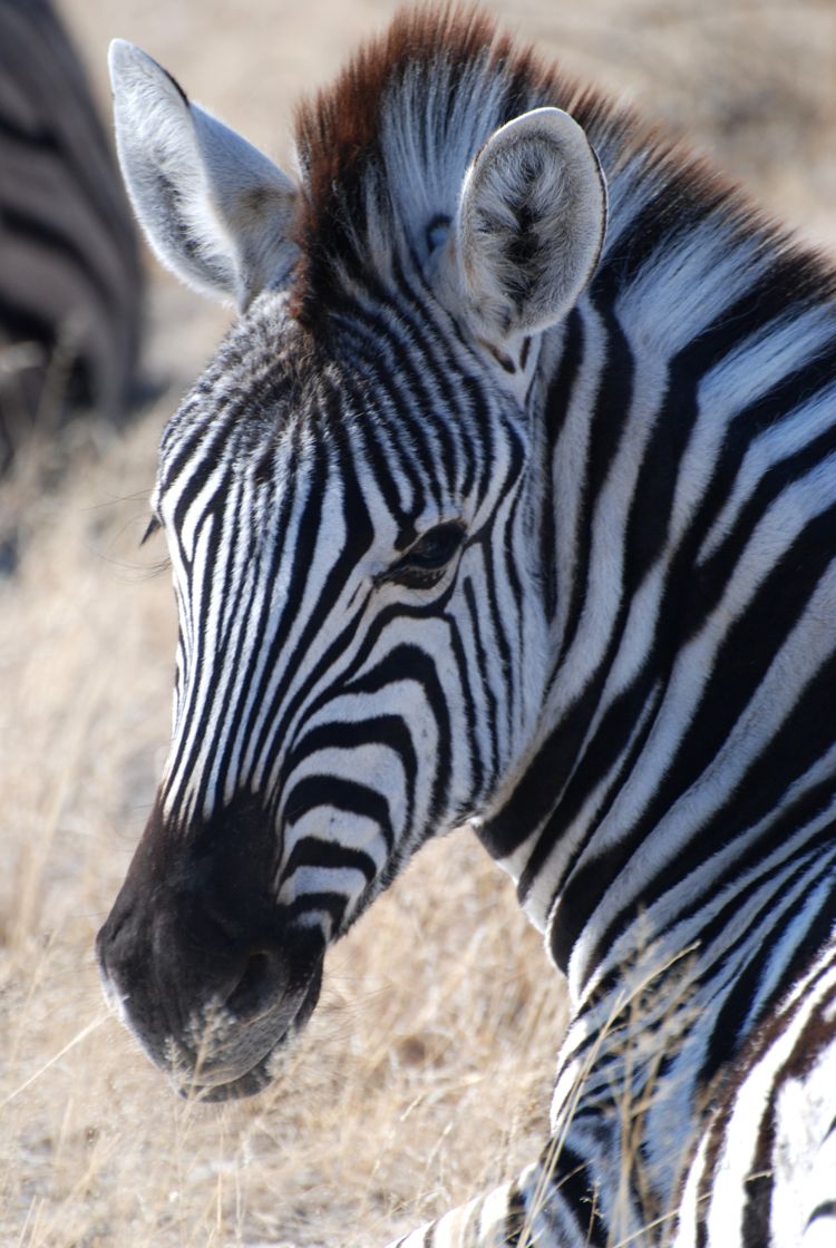 A close up image of a zebra in Etosha National Park in Namibia, Africa