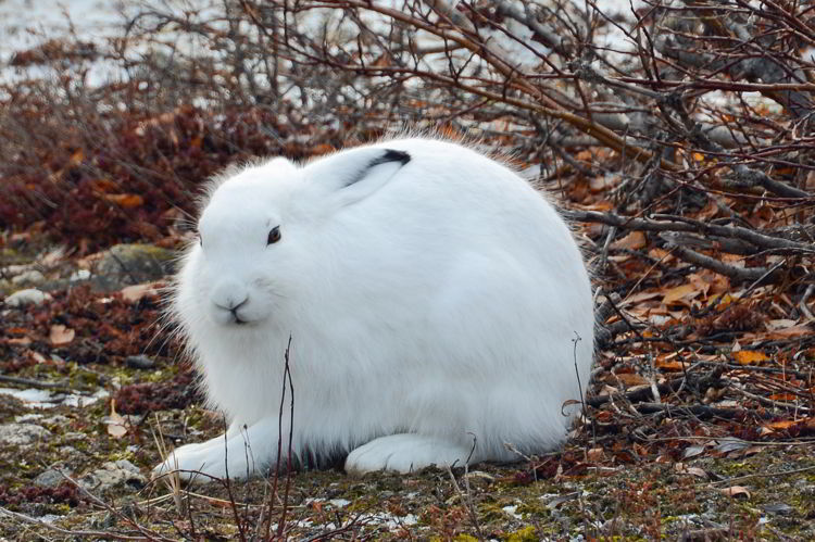 An image of an Arctic hare near Churchill, Manitoba