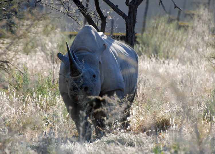 An image of a black rhinoceros in Etosha National Park in Namibia, Africa