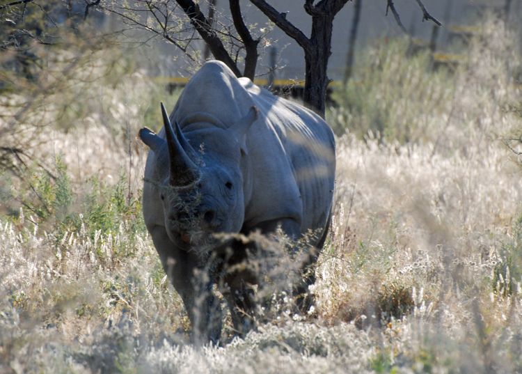 An image of a black rhinoceros in Etosha National Park in Namibia, Africa An image of a black rhinoceros in Etosha National Park in Namibia, Africa