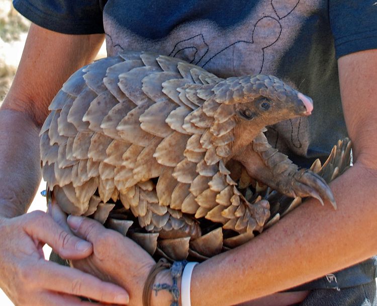 An image of a pangolin in Etosha National Park in Namibia, Africa 