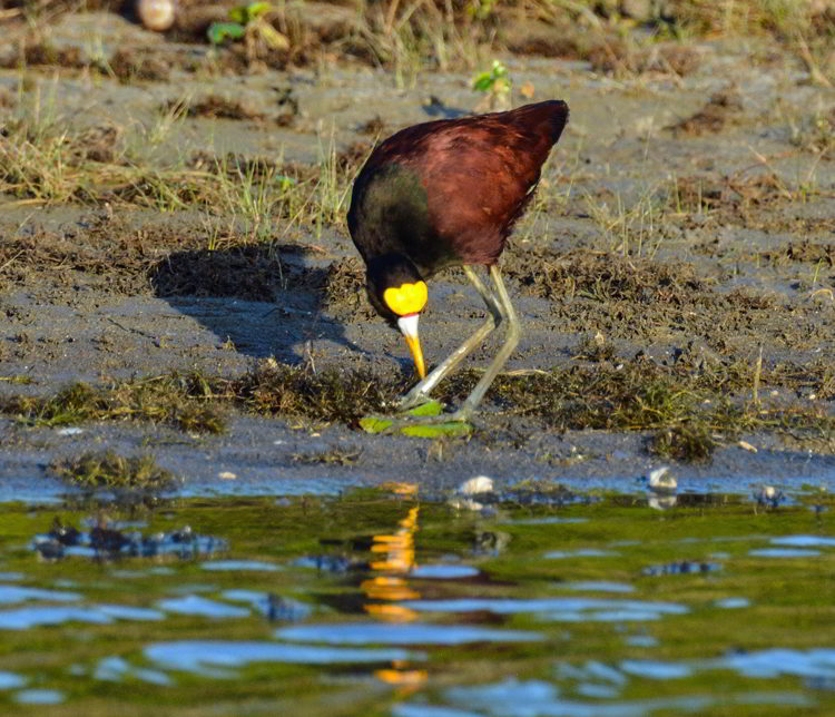An image of a northern jacana bird at the Crooked Tree Wildlife Sanctuary in Belize