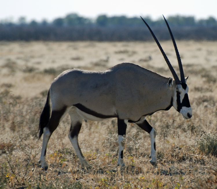 An image of an oryx in Etosha National Park in Namibia, Africa 