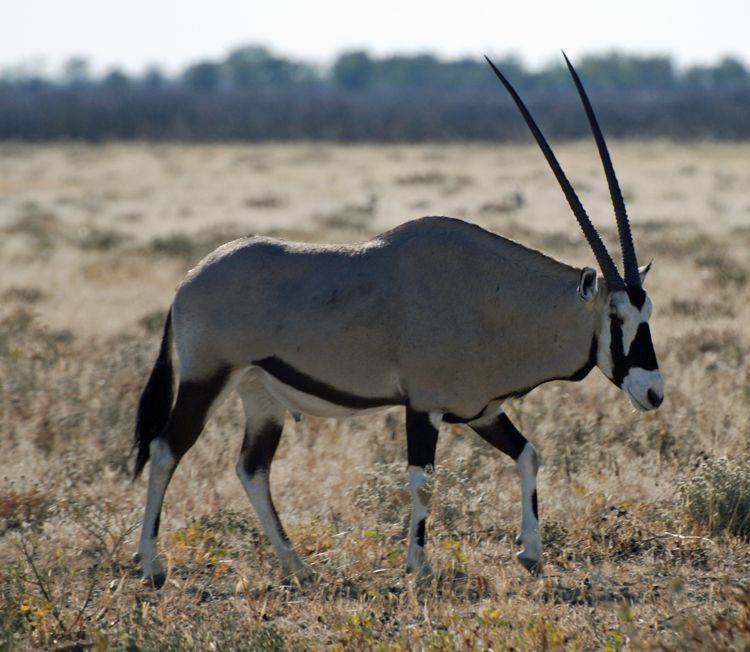 An image of an oryx in Etosha National Park in Namibia, Africa An image of an oryx in Etosha National Park in Namibia, Africa