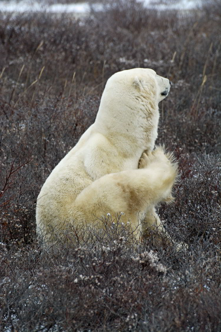 An image of a polar bear scratching himself with his hind leg near Churchill, Manitoba