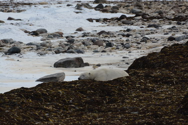 An image of a polar bear sleeping near the shores of the Hudson Bay near Churchill, Manitoba 