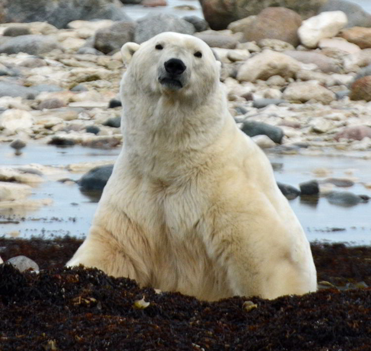 An image of a polar bear near the edge of the Hudson Bay outside Churchill, Manitoba