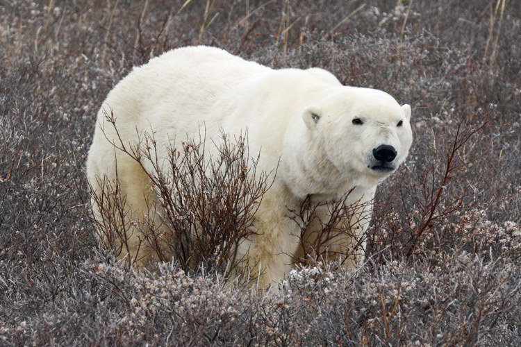An image of a polar bear standing in some brush near Churchill, Manitoba