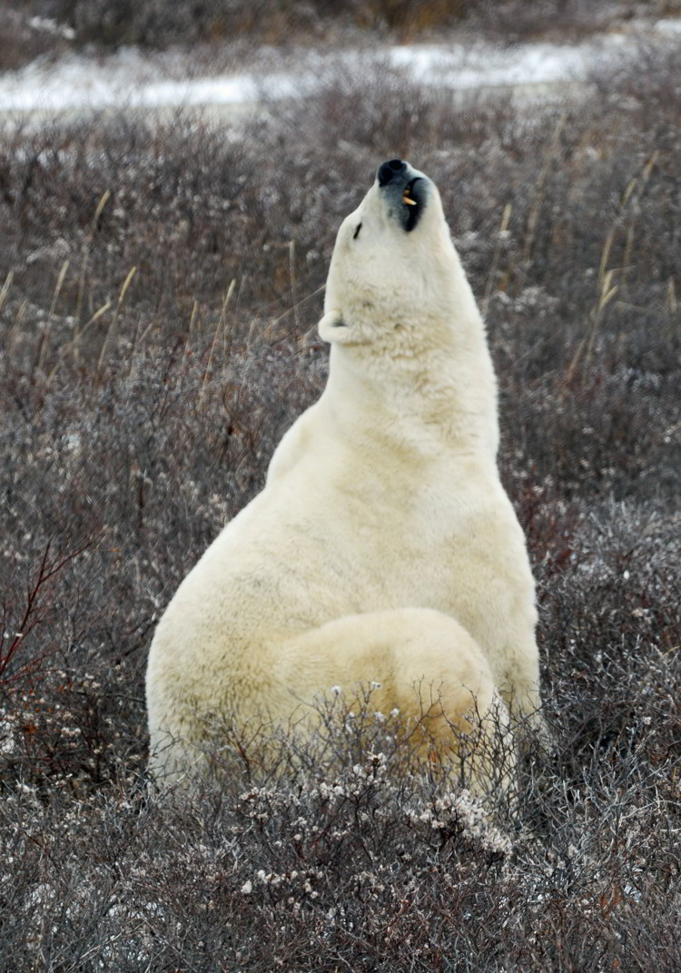 An image of a polar bear looking up towards the sky near Churchill, Manitoba
