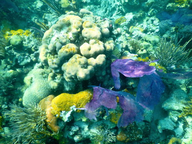 Image of coral with various colors and shapes in the South Water Caye Marine Reserve in Belize