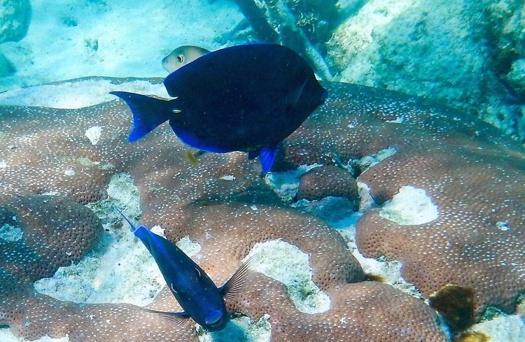 Image of blue parrot fish swimming over coral in South Water Caye Marine Reserve seen while snorkeling in Belize