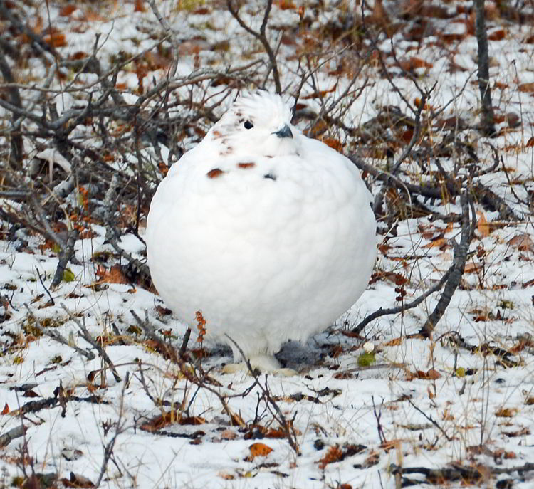 An image of a willow ptarmigan near Churchill, Manitoba