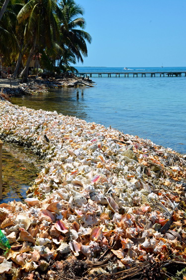 An image of conch shells forming a reef on a beach at Tobacco Caye in Belize