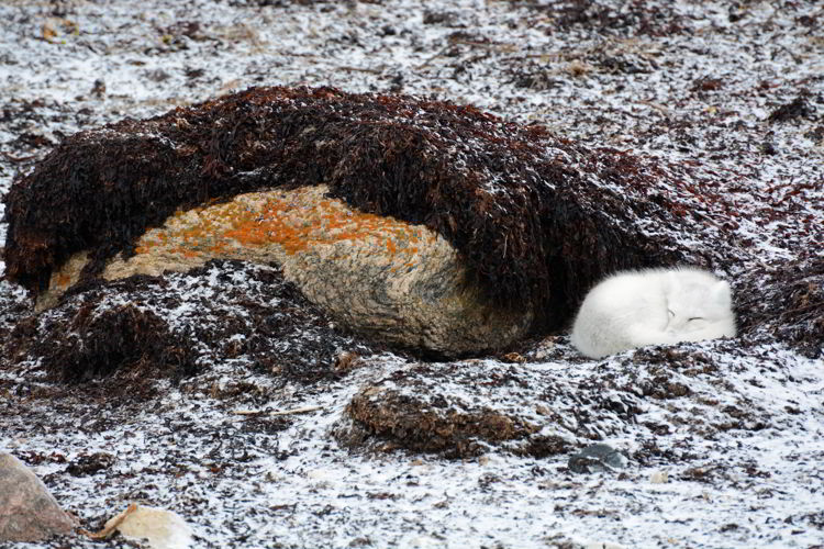 An image of a small white Arctic Fox near Churchill, Manitoba